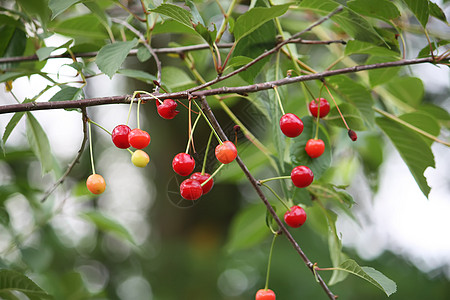 树上新成熟的樱桃生长植物季节衬套城市药品浆果农业花园水果图片