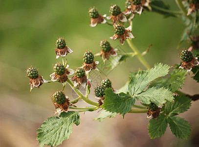 黑莓灌木 未熟黑莓背景图片