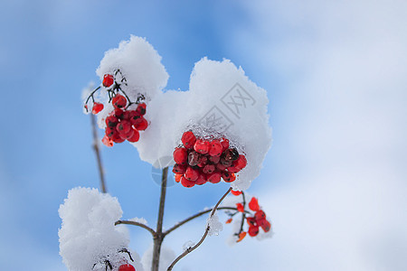 下雪户外的Viburnum树枝图片