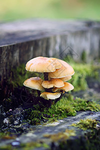 树上的森林蘑菇有绿苔 蜜糖长藻苔藓宏观花园食物植物场地草地摄影季节损害图片