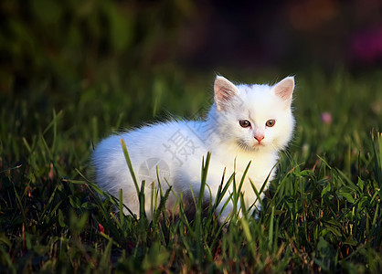 户外白猫红色姿势场地猫咪胡须花园太阳绿色图片