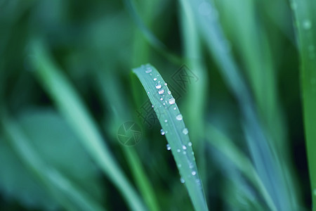 夏季草原上新鲜绿草 雨后滴水树叶生长液体反射天气水滴植物草地草药气候图片