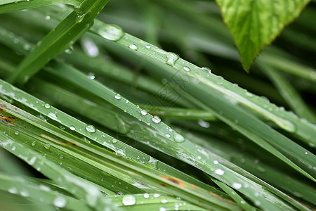 夏季草原上新鲜绿草 雨后滴水植物天气雨滴液体草地刀刃生长花园环境草本植物图片