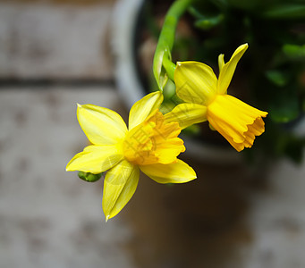 黄春自恋花朵在锅里生长花束灯泡喜悦装饰花瓣水仙花生活水仙植物植物群图片