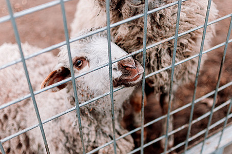 一只幼羊透过农场的畜栏网状看框架 画像 动物园中的哺乳动物;饥饿动物;选择性地聚焦图片