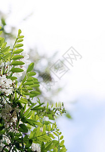 白花花场地药品森林阳光晴天植物群墙纸公园季节天空图片