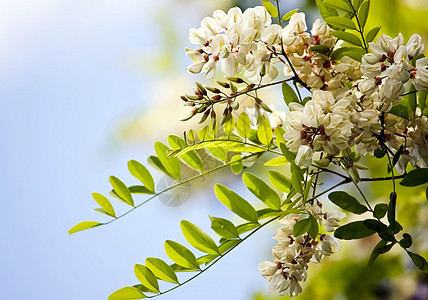 白花花阳光叶子晴天季节药品场地天空墙纸树叶花园图片