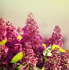 室外花朵蝴蝶花园紫丁香墙纸季节阳光柔软度昆虫公园植物群图片