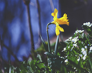 黄色自恋花朵棕色植物群花瓣花束叶子宏观土地水仙植物美丽图片