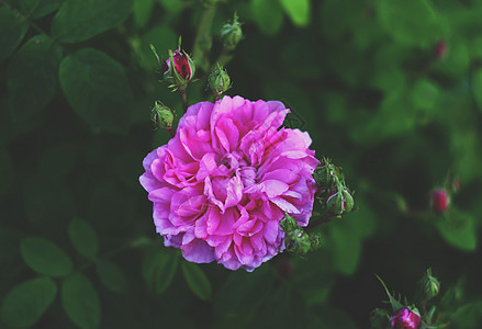 美丽的玫瑰花朵失败花园生长叶子脆弱性玫瑰公园香味植物学回忆图片