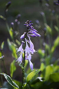 在夏令营的花朵里种紫色花朵 霍斯塔兰西弗利娅图片