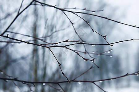 十一月的清晨 水滴中的湿树枝水晶植物季节雾凇森林磨砂宏观天气树叶叶子图片