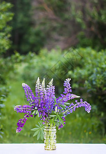 露天的夏花花束 大叶或大叶林木花朵 Lupinus多面植物紫色蓝色花园太阳场地荒野花瓣草地植物学生长图片