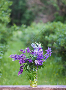 露天的夏花花束 大叶或大叶林木花朵 Lupinus多面植物花瓣花园植物学季节公园花艺植物群蓝色野花紫色图片