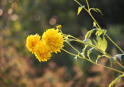 花园里的Rudbeckia植物群植被香气植物学植物季节叶子菊科花瓣生长图片