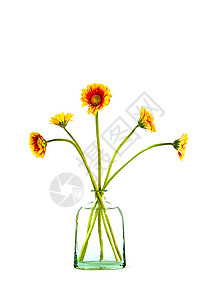 玻璃花瓶中的雪贝拉花束花叶子季节花束植物学生长橙子植物群植物礼物格柏图片