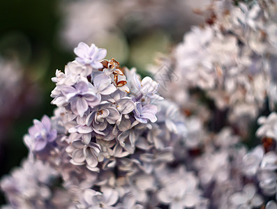 室外花朵植物墙纸花园柔软度紫色植物群后院园艺阳光紫丁香图片