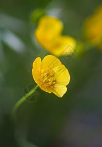 黄色花朵 春草地上有玉米果酱花卉植物图片