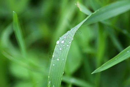 夏季草原上新鲜绿草 雨后滴水宏观花园天气环境草地刀刃植物液体生长植物群图片