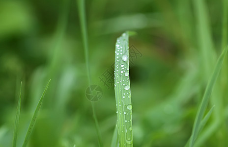 夏季草原上新鲜绿草 雨后滴水生长植物群树叶刀刃环境阳光草药叶子草本植物宏观图片