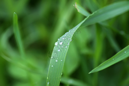 夏季草原上新鲜绿草 雨后滴水天气植物群生长草本植物雨滴宏观叶子植物花园水滴图片