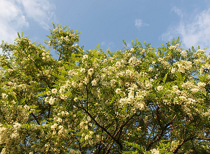 白花花天空阳光晴天森林蜂蜜宏观墙纸生态蓝色场地图片