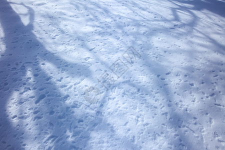 东欧乡村冬季自然细节 雪上树影的树木阴影图片