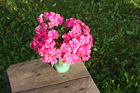 紫色夏季闪光养花粉色宏观生活水平叶子白色纪念日周年礼物图片