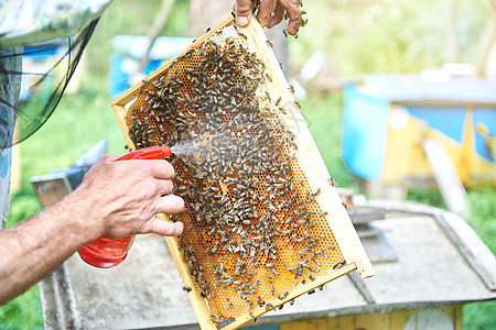 养蜂人在他的手持蜂窝皮架上工作生产工人行动六边形食物花蜜农业蜜蜂收成昆虫图片