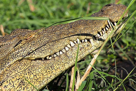 博茨瓦纳乔贝国家公园尼罗河鳄动物脊椎动物多样性肉食性小动物生态避难所野生动物动物学生境图片