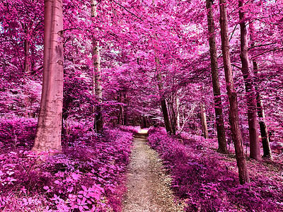 蓝色 sk 乡村景观的美丽粉色和紫色红外全景木头树叶漫画公园叶子树木天空墙纸反射正方形图片