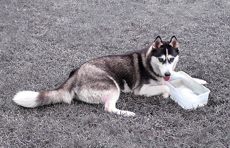 西伯利亚哈斯基狗在花园里鼻子动物宠物犬类哺乳动物女性朋友蓝色公园毛皮图片