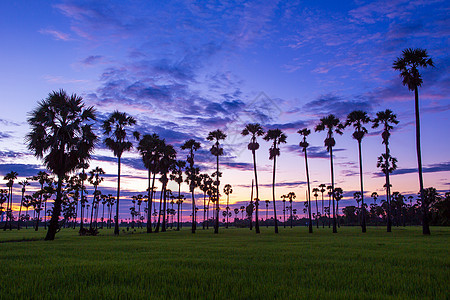 美丽的稻田里有棕榈糖的景象叶子农业农场公园日出农村旅行森林草地棕榈图片