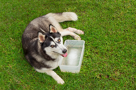 西伯利亚哈斯基狗在花园里鼻子蓝色犬类动物血统小狗朋友毛皮荒野哺乳动物图片