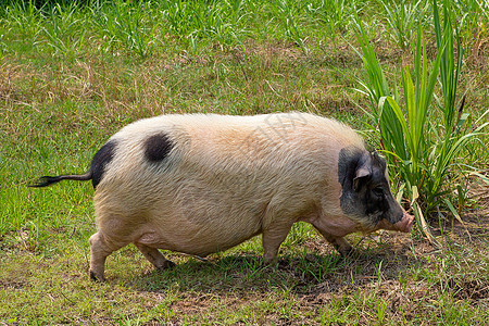 黑白黑猪农业野生动物马鞍哺乳动物草地耳朵公猪猪肉小猪母猪图片