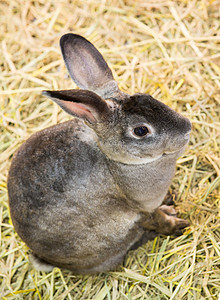 动物园的兔子小动物康复人群游客测试动物天堂花园婴儿耳朵图片