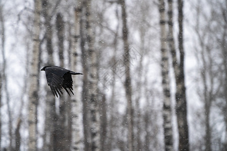 黑鸟乌鸦在地面上野生动物荒野观鸟国家草地图片