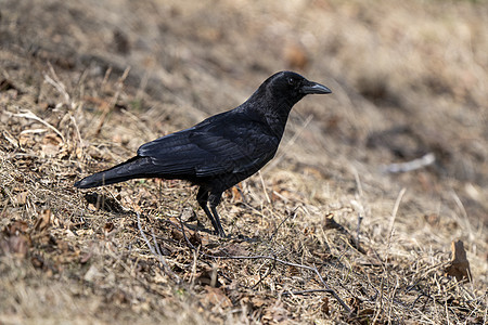 黑鸟乌鸦在地面上野生动物观鸟草地国家荒野图片