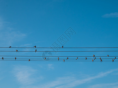 吞在铁丝网上动物群天空动物荒野电缆鸟类燕子团体翅膀电话图片