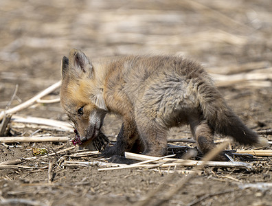 年轻狐狸箱幼兽工具宝宝哺乳动物荒野野生动物成套红狐食肉动物图片