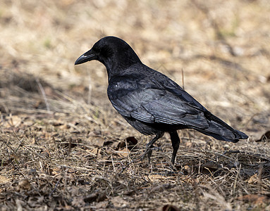 黑鸟乌鸦在地面上观鸟国家荒野草地野生动物图片