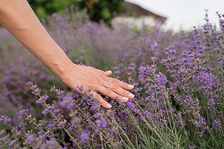 女人手触摸紫衣草地上的熏衣草花植物群农场环境农村旅游蓝色小路场地园艺花园图片