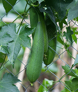 绿色篱笆丝瓜黄瓜高清图片