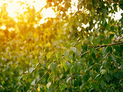 绿色新树叶在日落光亮下 复制空间耀斑黄色叶子太阳风景多叶射线植物阳光背景图片