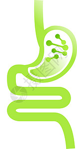 胃肠道 肠胃 消化道 胃图标 插图食管饮食诊所保健消化解剖学身体冒号药品科学图片