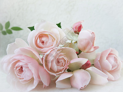 粉红玫瑰在白色背景中被孤立 适合背景贺卡和邀请的婚礼 生日 情人节 母亲节等活动 请柬植物粉色玫瑰礼物花瓣花束图片