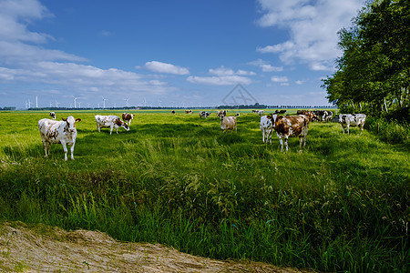 荷兰乌尔克荷兰 荷兰棕牛和白牛天空草地牛奶牛肉国家农业奶制品农田农村农场图片