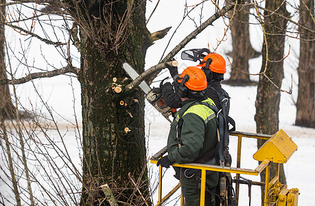 工作流程工人在公园的树枝上锯除了树枝维修分支机构锯末保险建设者头盔危险起重机建筑树木背景