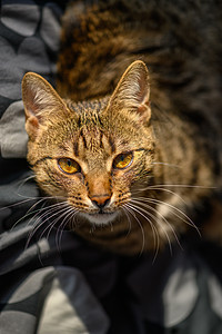 年轻的欧洲短毛猫的肖像爪子小猫宠物眼睛食肉窗户猫咪毛皮哺乳动物动物图片