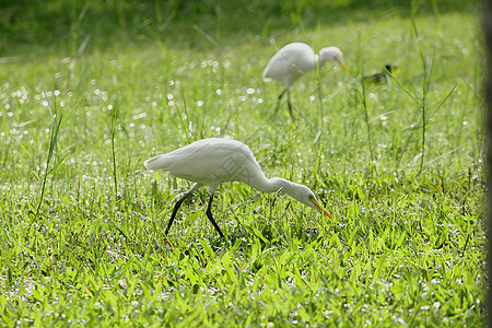 在草坪上行走脖子生活生态沼泽白鹭城市花园湿地公园羽毛图片